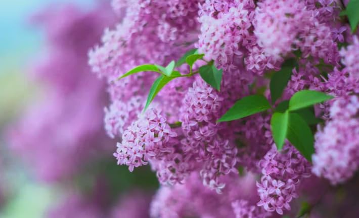 Old Fashioned Lilac Bush
