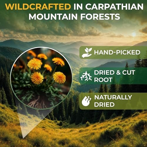 Image of 100 Bags Dandelion Root Tea Dandelion Tea Herbal (Taraxacum Officinale) - 100 Count 1.5g Bags Dried Herb Raiz De Diente De Leon