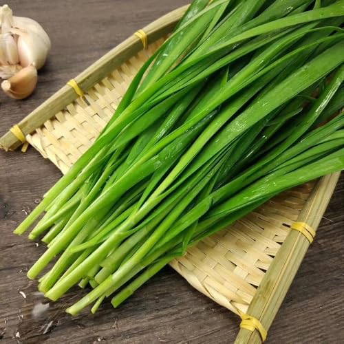semillas de cebollino - Allium tuberosum - Jardín interior resistentes exterior exóticas 1500pcs