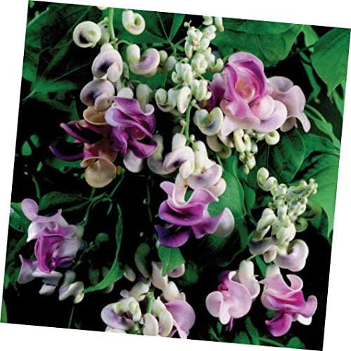 Seeds VIGNA Caracalla, Sweet Fragrance Corkscrew, Snail