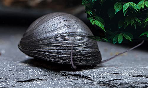 Garnelio - Anthrazit-Napfschnecke / Stahlhelmschnecke - Algenkiller Nr. 1 - 6er Gruppe