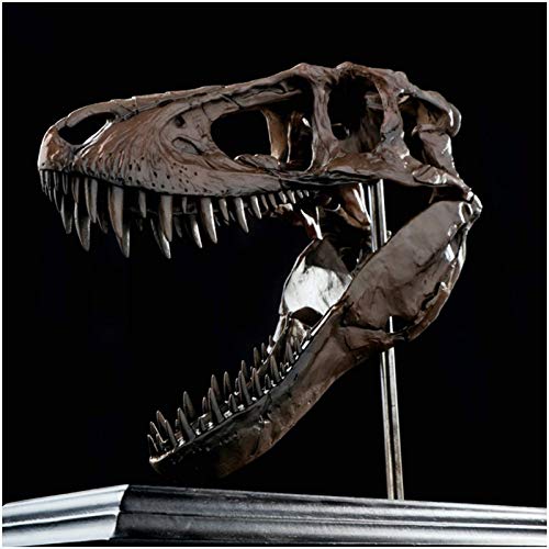Liushi Tyrannosaurus Rex Skull Sculpture - T-Rex Skull Statue - Simulated Skeleton Home Office Display Decorative Craft Box Decoration, 1/2 Scale #TOP3