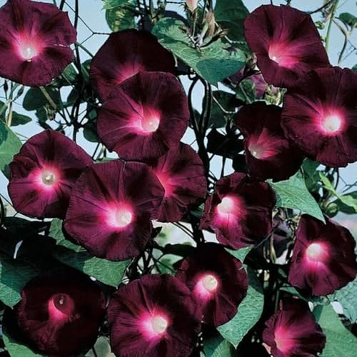 50+ Dark Red Morning Glory Seeds Climbing Vine Flowers Garden