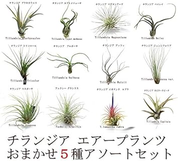 Amazon エアープランツ チランジア レギュラーサイズ アソート5種セット サイズ約５ ２０ｃｍ エアプランツ 観葉植物 オンライン通販