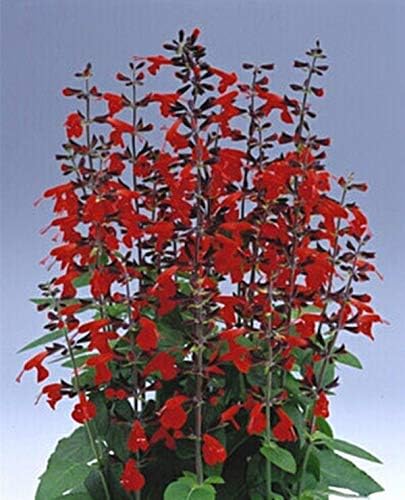 Salvia Coccinea Dama en Semillas Anuales Rojas