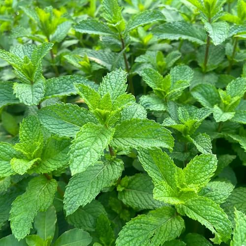 minze, wild garten balkon bio 850samen