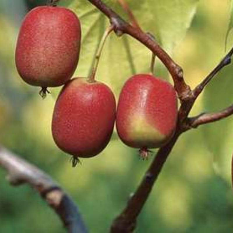 Hardy Kiwi Plant Live, Cold-Hardy Kiwi Berry Vines, Well-Rooted Starter Plant for Outdoor Growing, 5-9" Tall