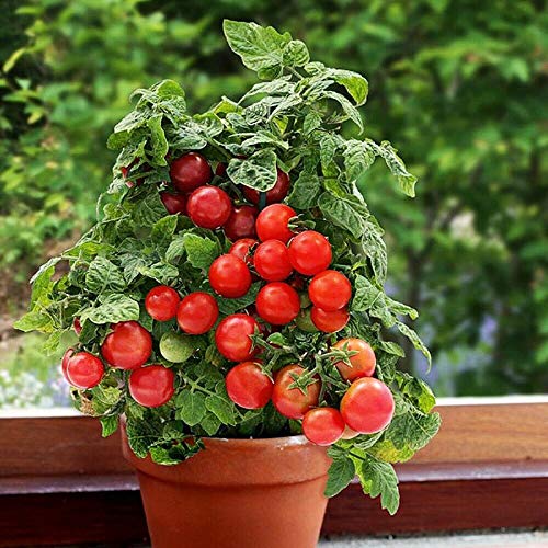 Zellajake 100+ Seeds Tomato Seeds Balcony Miracle Red Vegetable Self-Pollinating #TOP2