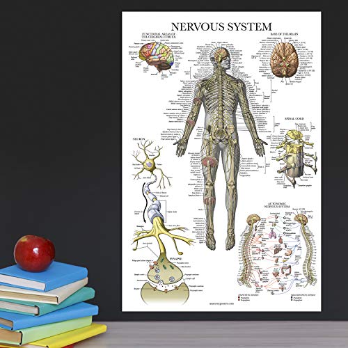 image for Palace Learning 16 Pack - Anatomical Posters - Laminated - Muscular, S