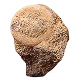 JUMPLAWN Robustes Seeigel Skelett Desktop ornament aus Hochwertigem Material Dekoratives Wissenschaftsmodell für Unterricht und Zuhause Lehrreiches Meeresbewohner Skelett zur Kreativen