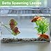 CAPASTEC Betta Fish Leaf, Natural Habitat Simulation for Betta Spawnings Grounds, Betta Spawnings Leaves, Resting Bed, Large Small Leaves, Deep Green Brown