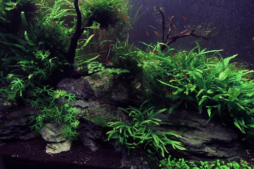 Image of Natural Slate Stone 5 to 7 Inches - USA Sourced and Packaged for Aquascaping Aquariums, Terrariums, Paludariums, Reptile Enclosures, and Gardens (5lbs)
