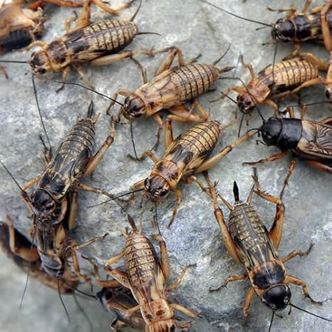 Amazon 生餌 フタホシコオロギ ml 20グラム 約40匹 爬虫類 両生類 大型魚 餌 エサ 北海道航空便要保温 Charm チャーム フード 通販 Amazon 生餌 フタホシコオロギ ml 20グラム 約40匹 爬虫類 両生類 大型魚 餌 エサ 北海道航空便要保温 Charm チャーム フード 通販