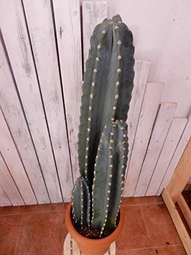 Amazon｜柱サボテン 3本仕立て 8号鉢植え サボサボのサボちゃん 自分