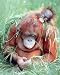 Orangutan and Baby Wildlife Animal Nature Wall Decor Art Print Poster (16x20)