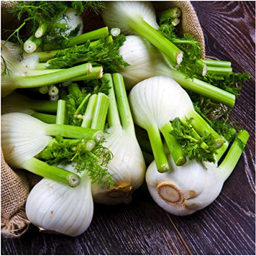 Seed Needs Florence Fennel Seeds for Planting - Non-GMO Heirloom & Untreated - Culinary & Medicinal Herb to Plant an Indoor/Outdoor Home Grown Garden (1 Pack) - Image 2