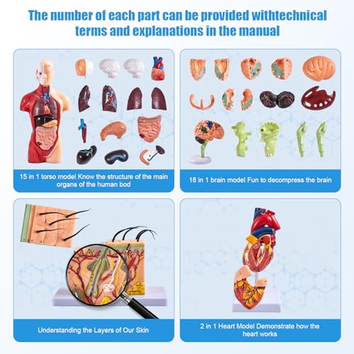 Image of Human Anatomy Model Set | Torso, Heart, Skeleton, Skin, Brain | Comes with Portable Carrying Case | Ideal Educational Gift for Students & Teachers