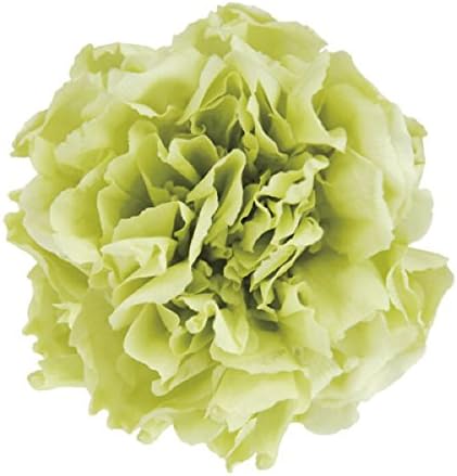Verdisimo Mini Carnation, Fresh Green, 12 Wheels, Preserved Flowers