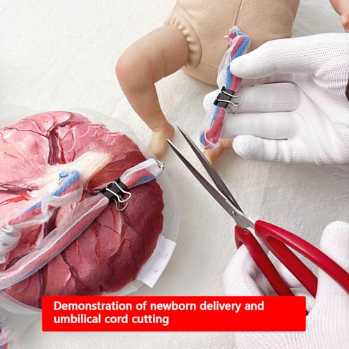 Modello di cura del neonato in ostetricia e ginecologia - Strumento didattico per placenta e feto con cordone ombelicale rimovibile per l'educazione ostetrica