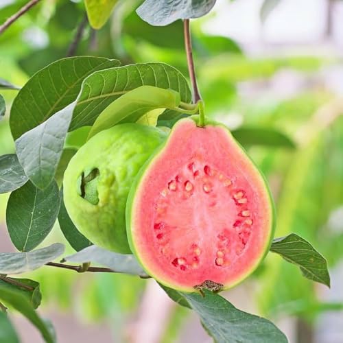 Image of Guava Super Kiran Thai 5 Amrood Variety Fruit (Air Layering /Grafted) Plants & Tree(1.5-3 Feet Size),CF SG33
