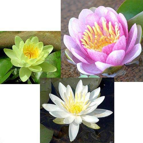 Amazon｜（ビオトープ）睡蓮 温帯性睡蓮（スイレン）3色セット 桃・黄