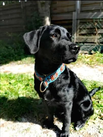 Styleshes Hundehalsband mit Polsterung, Zug-Stopp verstellbar, Martingale extra breit 4cm, anti-Zieh-Halsband, weiches Stoffhalsband (bis 38cm Hals- 44cm Kopfumfang inkl 6cm Zugstopp, chrom)