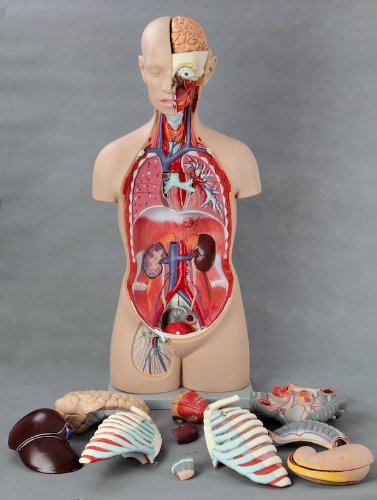 Wellden Medical Anatomical Classic Unisex Torso, 17-Part, Open Back, Life Size, 85cm