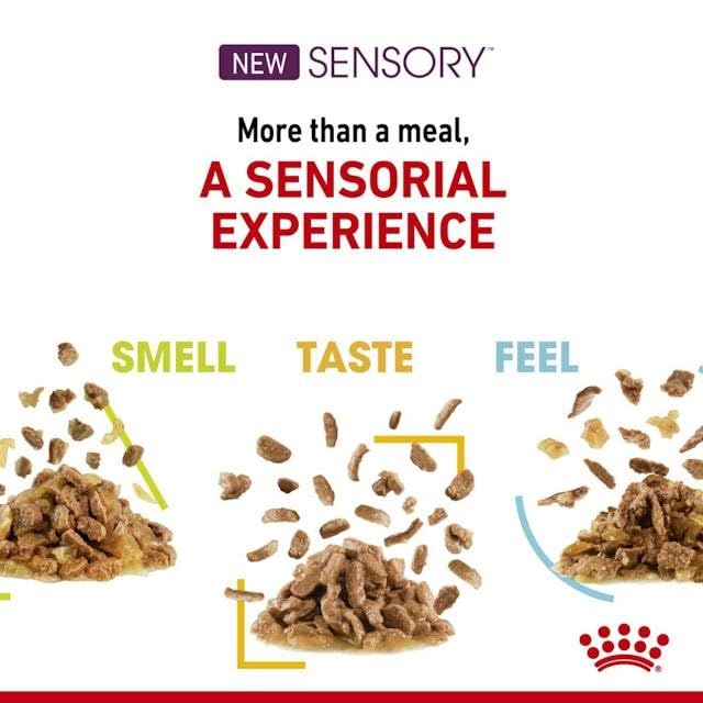 Royal Canin Sensory Feel Nassfutter in Soße für wählerische Katzen | 4er Pack | 4 x 12 x 85 g | Die besondere Textur kann dabei helfen das Mundgefühl von Katzen anzuregen