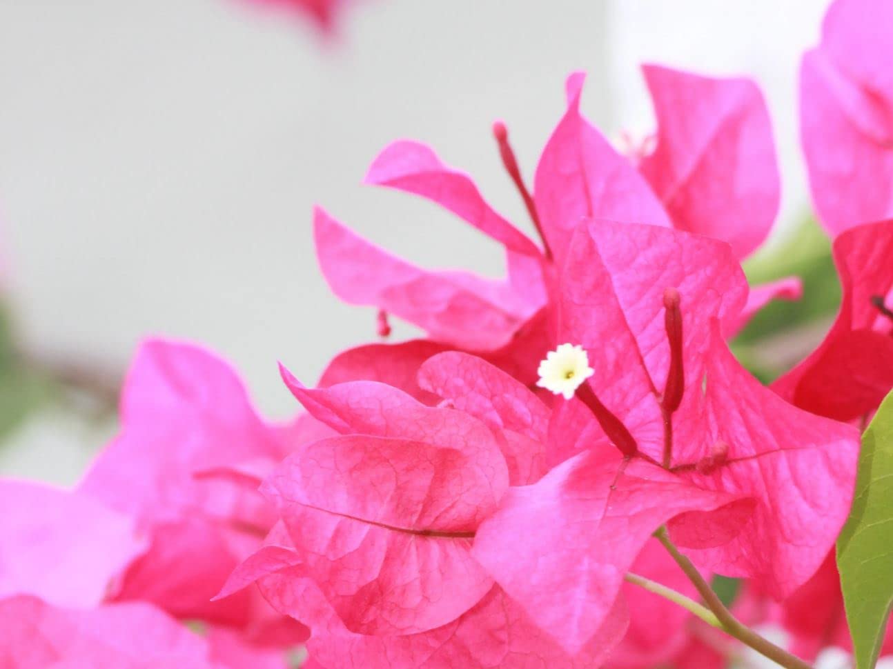 Verdecora Buganvilla | Flor de Papel | Planta natural de exterior con flor en maceta | Planta trepadora | Perfecta para decorar el jardín, balcón, terraza (Maceta 3L)