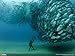 Pintura de diamante 5D animales peces National Geographic bordado de diamantes de imitación de cristal DIY para decoración pegatinas de pared 40 * 50Cm