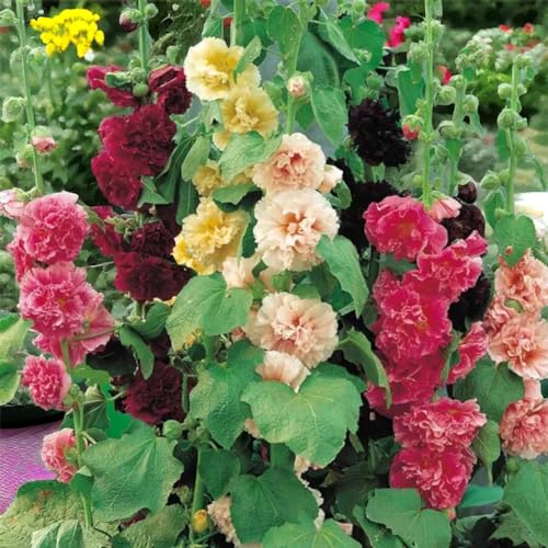 Hollyhock Seeds