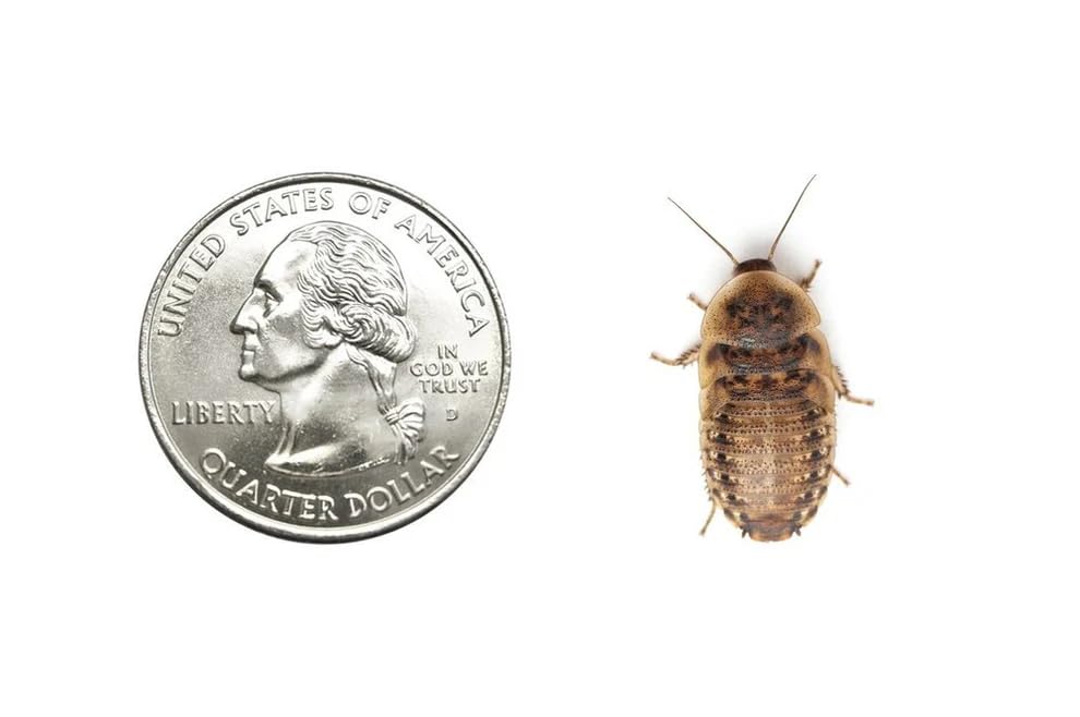 75 Medium 3/4 Inch Dubia Roaches Live Ideal for Amphibians & Invertebrates Nutritious & Easy to Keep Live Cockroaches Perfect for Reptiles Birds Rodents Fish and More