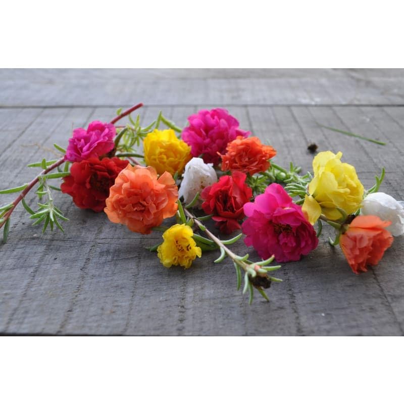 Office time flower plant (5 Cuttings Different Colour) (B0CBKNQVFD) Amazon Price History, Amazon Price Tracker