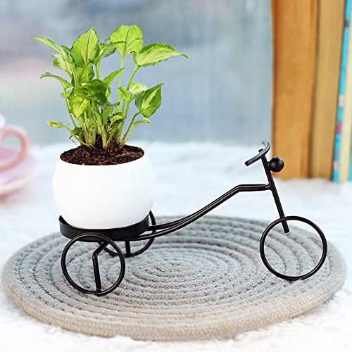 FlowerAura Arrowhead Syngonium Air Purifying Live Plant Indoor For Table Decor, Living Room, Balcony, Office/Home Decoration