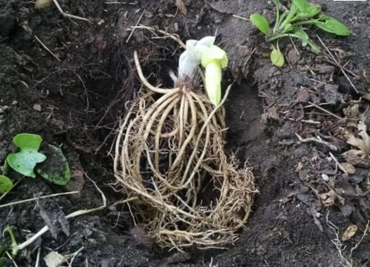 Miniatura 2 de 5 Fuego y Hielo Hosta Bareroot