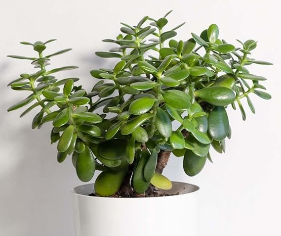 Live Jade Plant Good Luck Plant Crassula Ovata Indoor Plant For Home & Livingroom Original Variety-image-41
