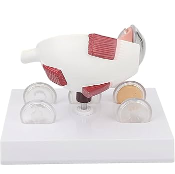 眼球医療用模型 視覚器(眼球)と眼窩7分解モデル 人体模型 11-2110-00 日本