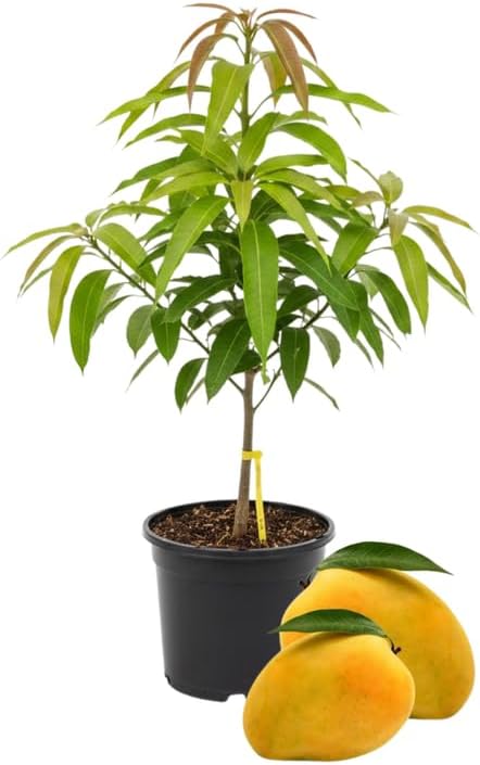 2 Years Old Mango Tree for Planting, Yellow Mango Plant Grafted in 3 Gallon Pot, Sweet, Fast-Growing Tropical Tree Seedlings for Outdoor Garden