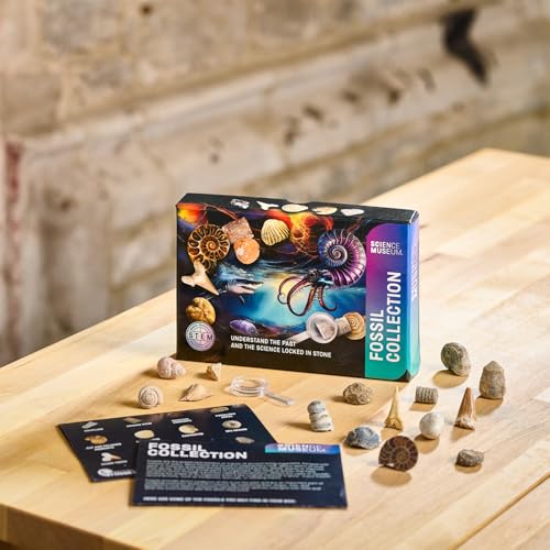 Kit de collection de fossiles pour stimuler la curiosité STEM