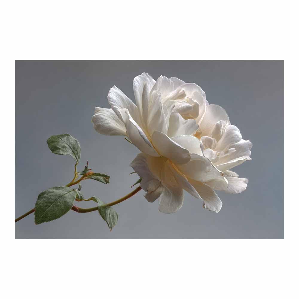 ZAMAEIU Landscape Wall Art Branch-drooping flowers Artwork for Walls, Canvas Prints Paintings Room Decor, for Bedroom Kitchen Office Fireplace Wall Decor(white)-50x70cm Unframed