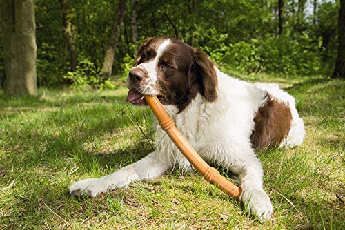 Beeztees Sumo Fit Stick, Hundespielzeug, Gummi, orange, 50 cm