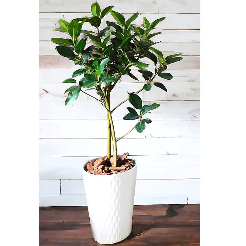 フィカス 植物 ホワイト陶器鉢フランスゴム Amazon|観葉植物 フィカス フランス ゴムの木 8号 ホワイト陶器