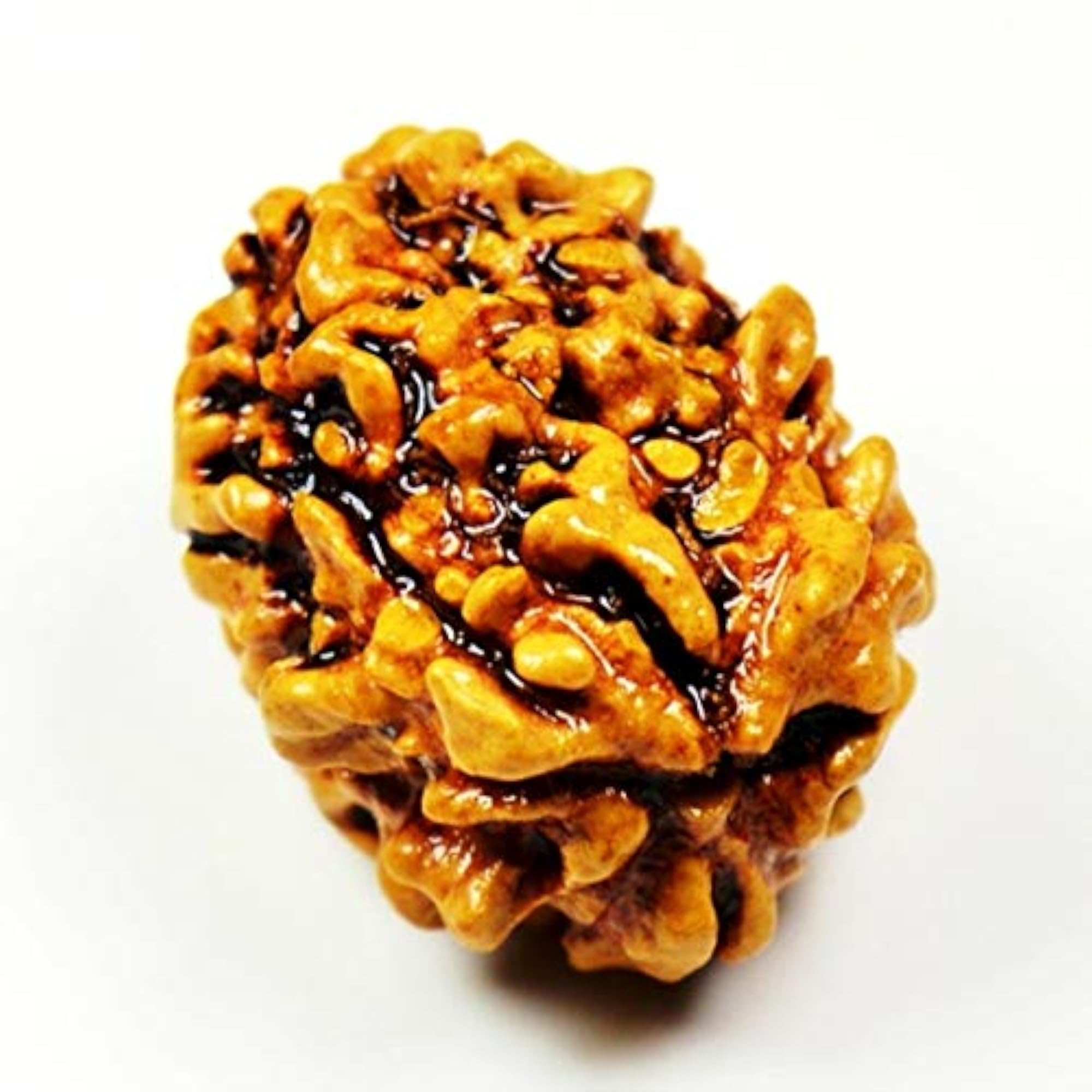 Certified Real Three Mukhi Nepali Rudraksha Bead for Chakra Healing