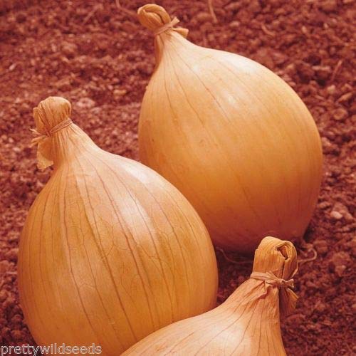 Risala Onion Ailsa Craig Seeds vegatable Exhibition Professional Pack 100g 25,000