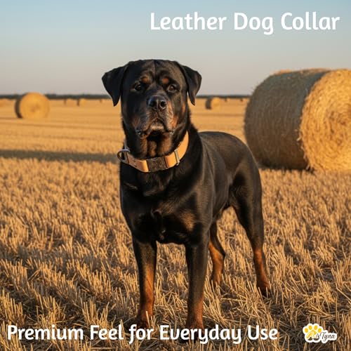 Image of ADITYNA Leather Dog Collar for Large & Extra Large Dogs, Adjustable 19-30 inch | Padded, heavy-duty metal buckle. Great for walking, training - ideal for Rottweiler, German Shepherd, Mastiff and Great Dane.
