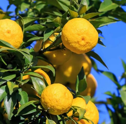 Aceite Esencial de Yuzu Orgánico Puro 5 mL miniatura 2
