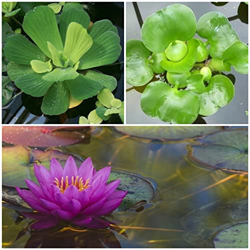 The Best Oxygenating Pond Plants (Top 8 Plant Species) Pond Informer