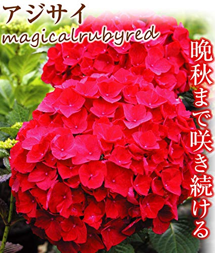 Amazon.co.jp: 花木苗 アジサイ マジカルルビーレッドPVP外 1株 / 国