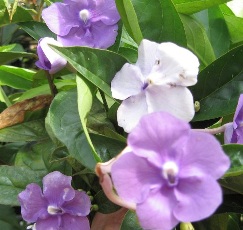 Yesterday Today Tomorrow Live Semi-Tropical Flowering Shrub Plant Purple White Lavender Spring Bloom Starter Size 4 Inch Pot Emerald Tm #TOP2