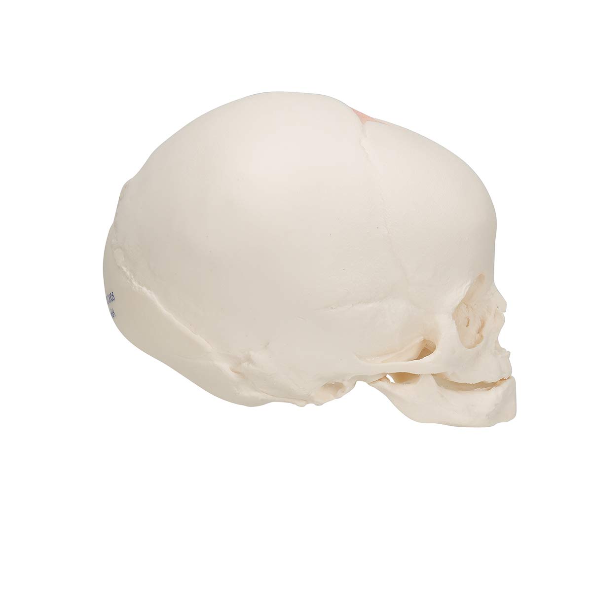 3B Scientific Model czaszki płodu 3B Scientific A25, naturalny odlew, 30 tydzień ciąży + bezpłatne oprogramowanie anatomii - 3B Smart Anatomy